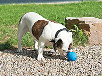 ; Strategie- und Intelligenzspiele für Hunde Strategie- und Intelligenzspiele für Hunde Strategie- und Intelligenzspiele für Hunde Strategie- und Intelligenzspiele für Hunde 